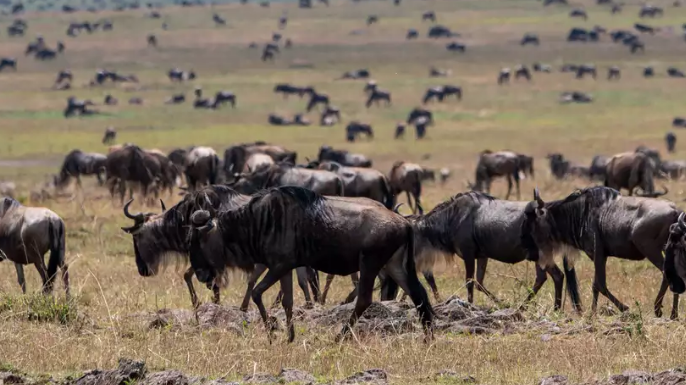 Tanzania