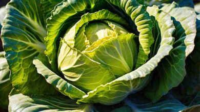 Napa Cabbage