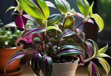 Wandering Jew