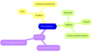 Parts of The Foot