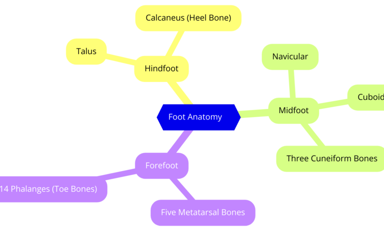 Parts of The Foot