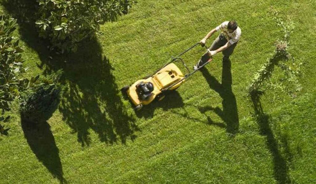 Lawn Care Mistakes