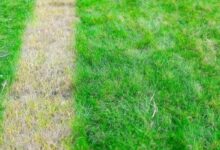 Lawn Care Mistakes