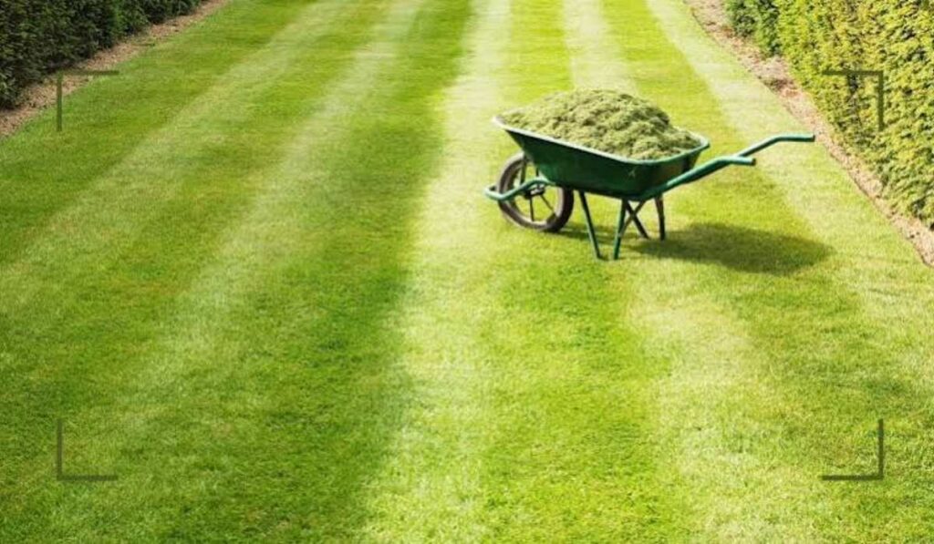 Lawn Care Mistakes