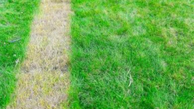 Lawn Care Mistakes