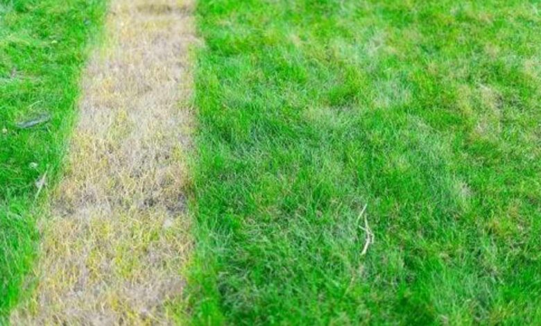 Lawn Care Mistakes